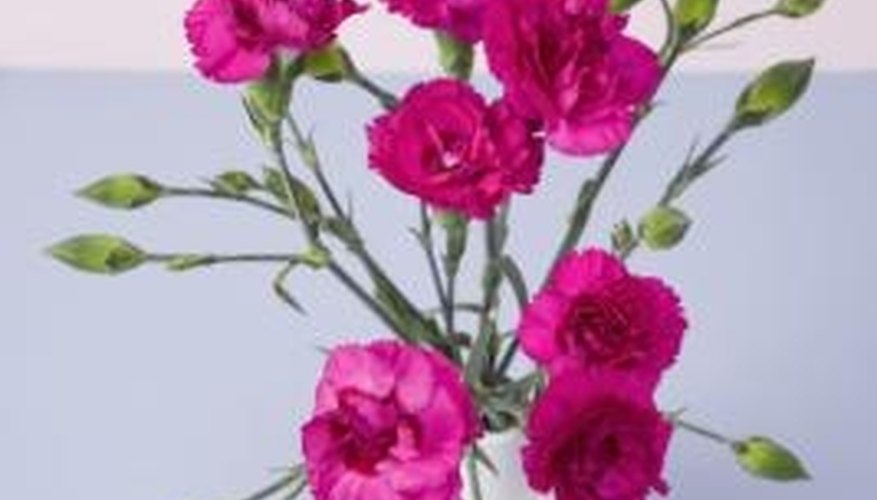 Miniature carnations come in sprays. Miniature carnations come in sprays.