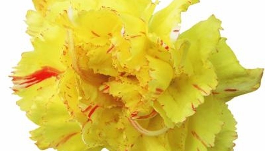 A naturally colored yellow carnation with red flecks A naturally colored yellow carnation with red flecks