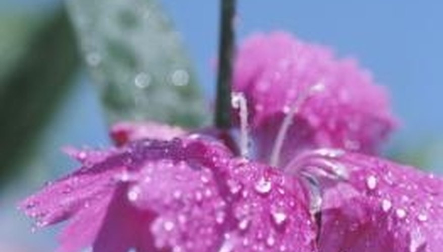 Pinks are so-called because their fringe edged petals seem to have been cut out with pinking shears. Pinks are so-called because their fringe edged petals seem to have been cut out with pinking shears.