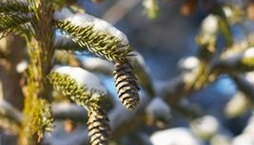 Spruce cones provide food for birds and small animals. Spruce cones provide food for birds and small animals.