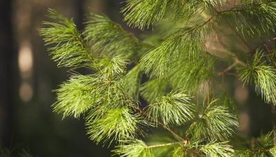 Evergreen Tree Identification Garden Guides