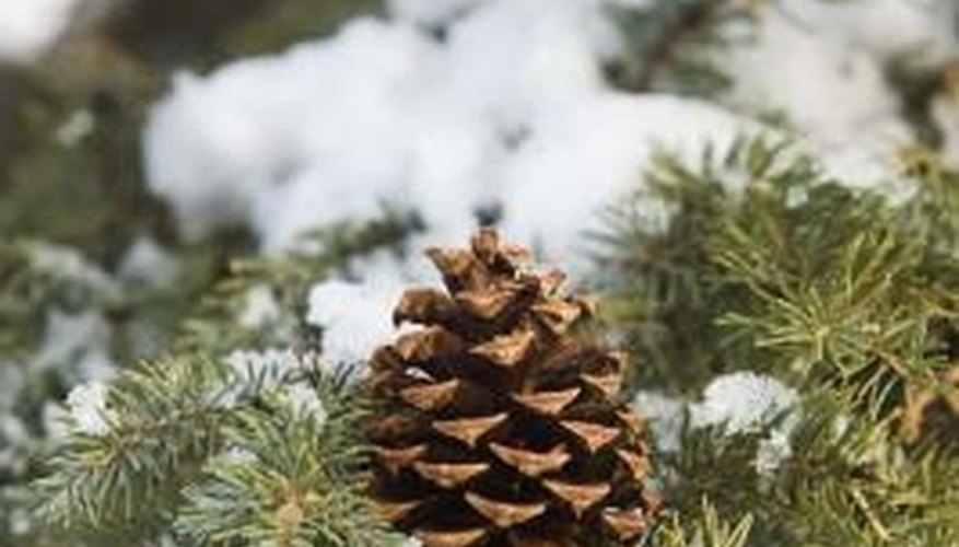 Large pine cones are excellent firestarters for the fireplace or bonfire. Large pine cones are excellent firestarters for the fireplace or bonfire.