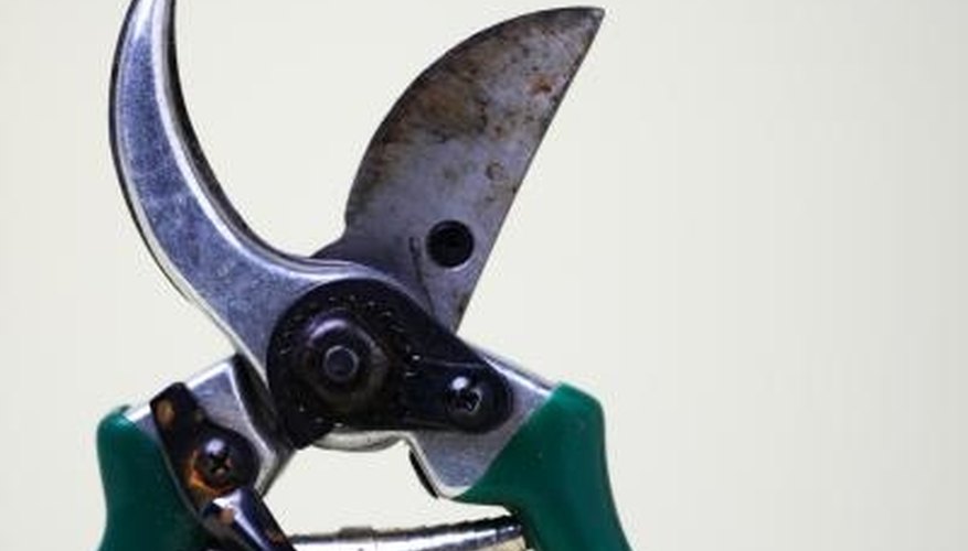 Use garden shears to prune damaged sections of the plant. Use garden shears to prune damaged sections of the plant.