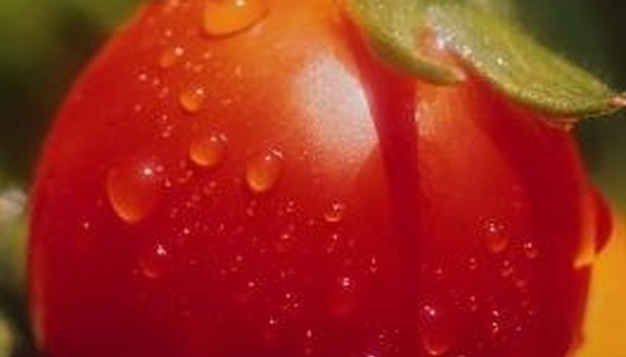 Tomato plants are very easy to grow and care for, once the danger of frost has passed. Tomato plants are very easy to grow and care for, once the danger of frost has passed.