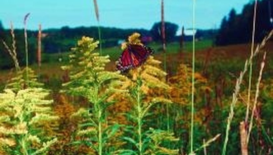 Goldenrod might look like a flower, but it's not. Goldenrod might look like a flower, but it's not.