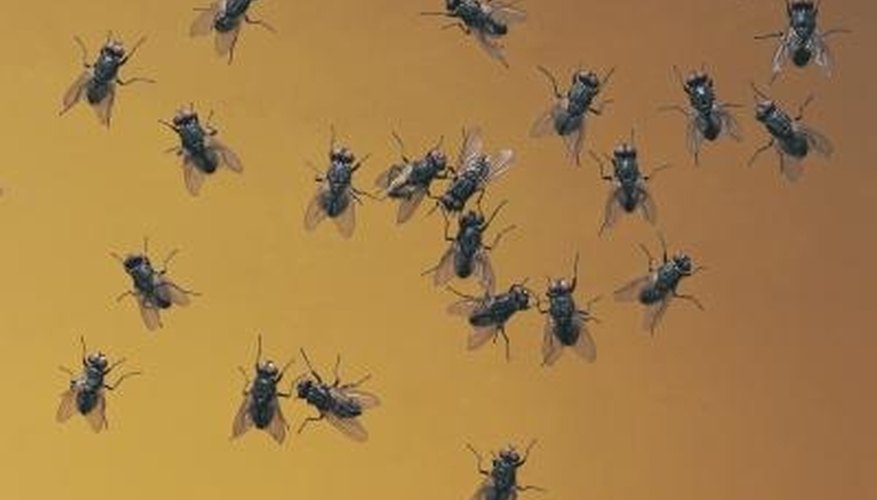 Flies are drawn by the strong odors of carrion flowers. Flies are drawn by the strong odors of carrion flowers.