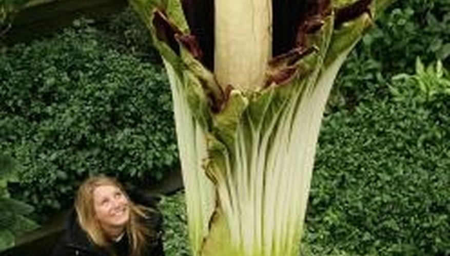 This corpse flower grows at Kew Gardens. This corpse flower grows at Kew Gardens.