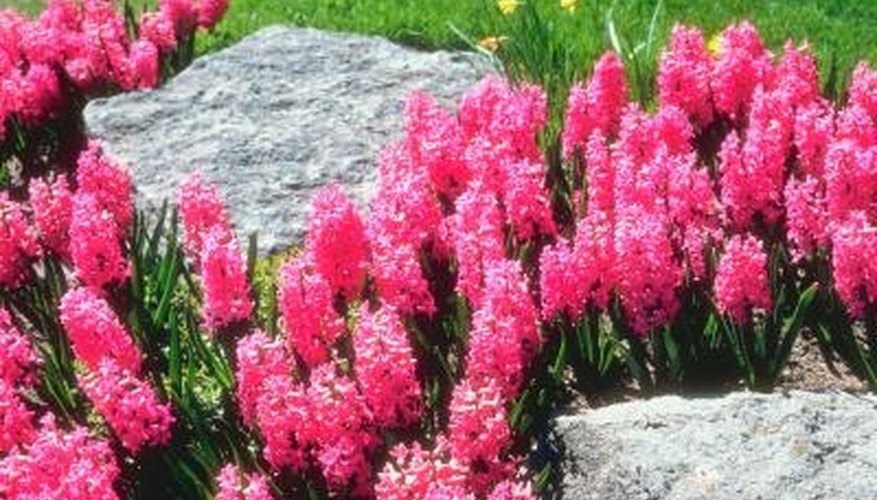 Hyacinths are very fragrant, spring-blooming garden bulbs. Hyacinths are very fragrant, spring-blooming garden bulbs.