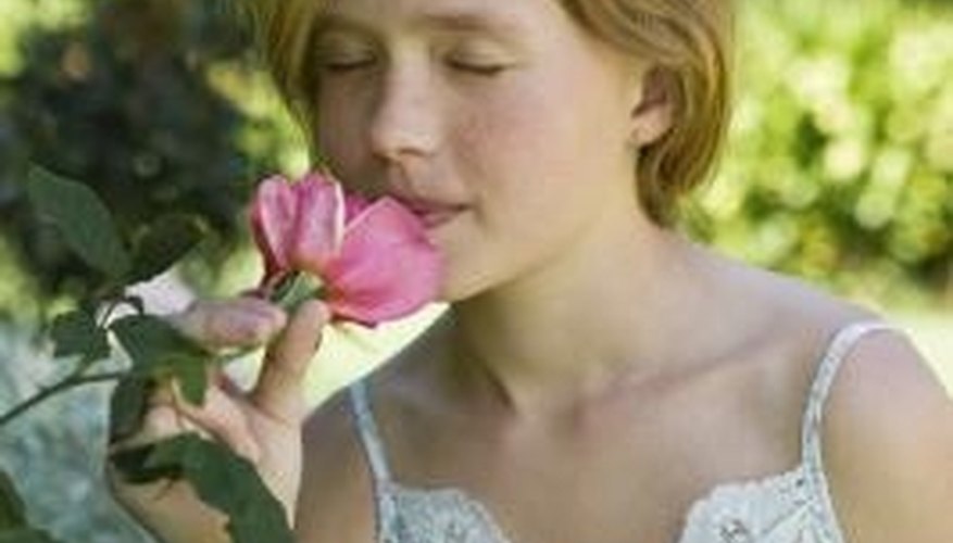 The fragrance of roses continually delights gardeners and flower lovers. The fragrance of roses continually delights gardeners and flower lovers.