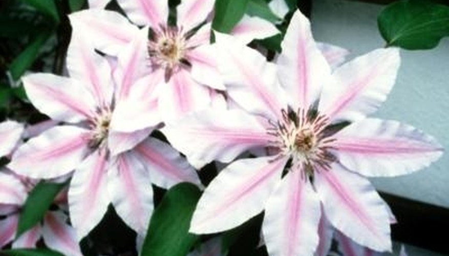 Clematis in group B can appear bare at the base as they mature. Clematis in group B can appear bare at the base as they mature.