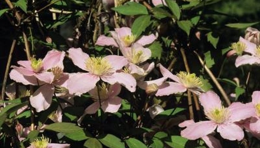 Group C clematis are the easiest type of clematis to prune as there is no old wood to maintain. Group C clematis are the easiest type of clematis to prune as there is no old wood to maintain.
