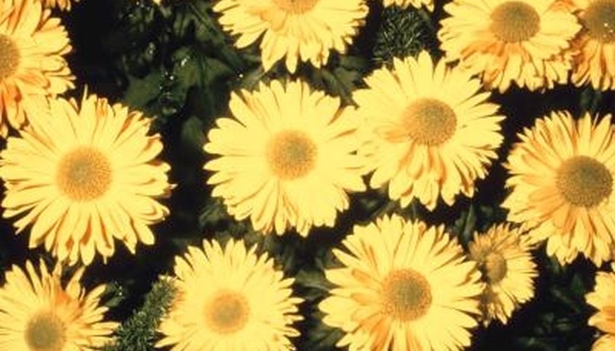 Chrysanthemum flowers provide a natural repellent. Chrysanthemum flowers provide a natural repellent.