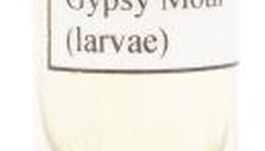 Gypsy Moth Larva are 1 to 3 inches long. Gypsy Moth Larva are 1 to 3 inches long.