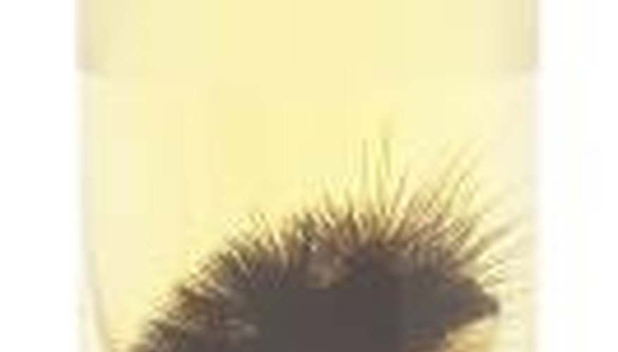 Wooly Bear caterpillars curl up into a circle when threatened. Wooly Bear caterpillars curl up into a circle when threatened.