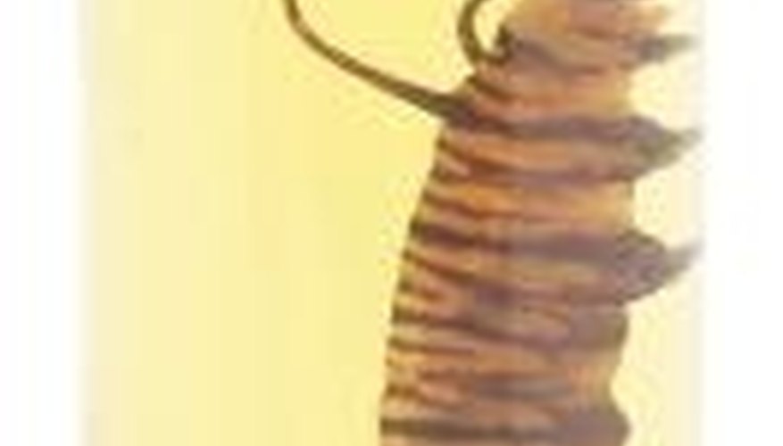Monarch caterpillars can reach up to 6 inches long. Monarch caterpillars can reach up to 6 inches long.