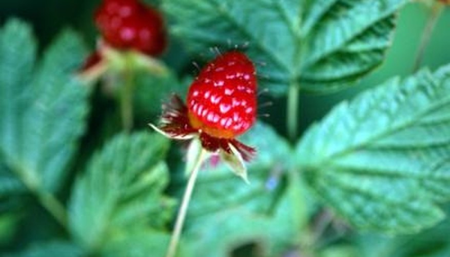 Raspberries are much sweeter than blueberries or blackberries. Raspberries are much sweeter than blueberries or blackberries.