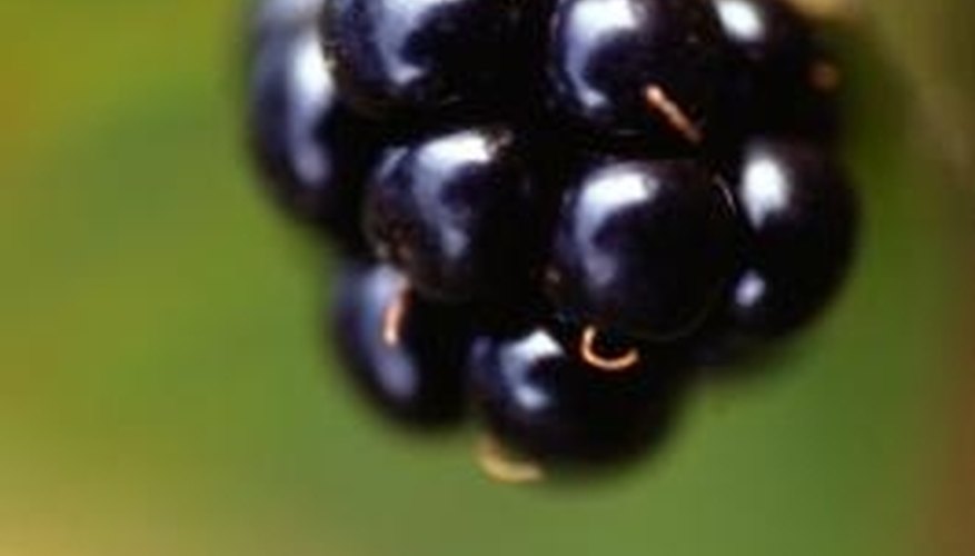 Enjoy home grown blackberries. Enjoy home grown blackberries.