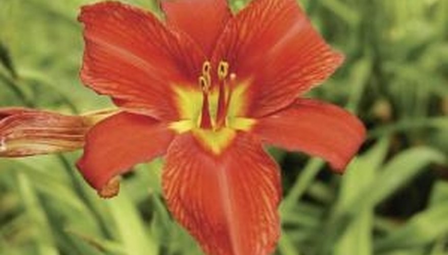Daylilies are a low-maintenance plant. Daylilies are a low-maintenance plant.