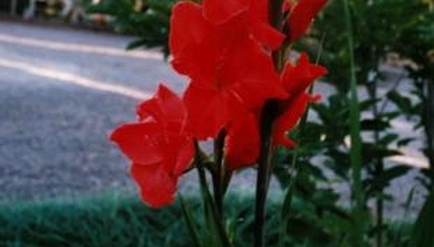 Gladiolas are named for their sword-like leaves. Gladiolas are named for their sword-like leaves.