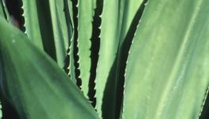 Aloe has been used medicinally for thousands of years. Aloe has been used medicinally for thousands of years.