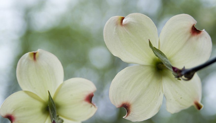 Dogwood blooms are actually modified leaves called bracts. Dogwood blooms are actually modified leaves called bracts.