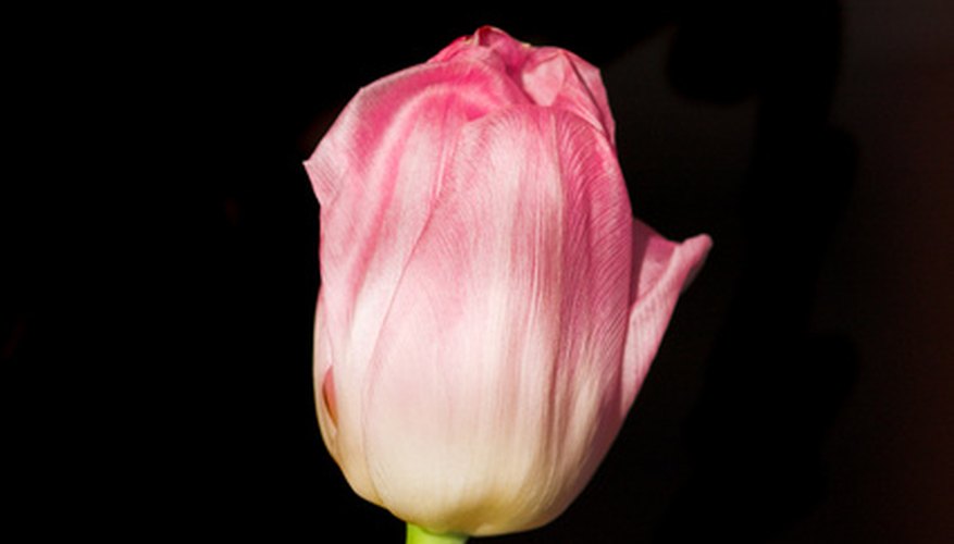 Tulips can be stuffed with sweet or savory fillings. Tulips can be stuffed with sweet or savory fillings.