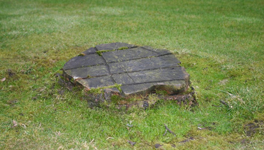 A tree stump can be dangerous and unsightly. A tree stump can be dangerous and unsightly.