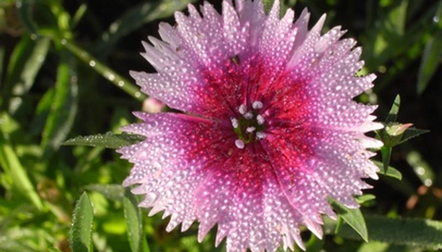 Dianthus blooms are fragrant and flavorful. Dianthus blooms are fragrant and flavorful.
