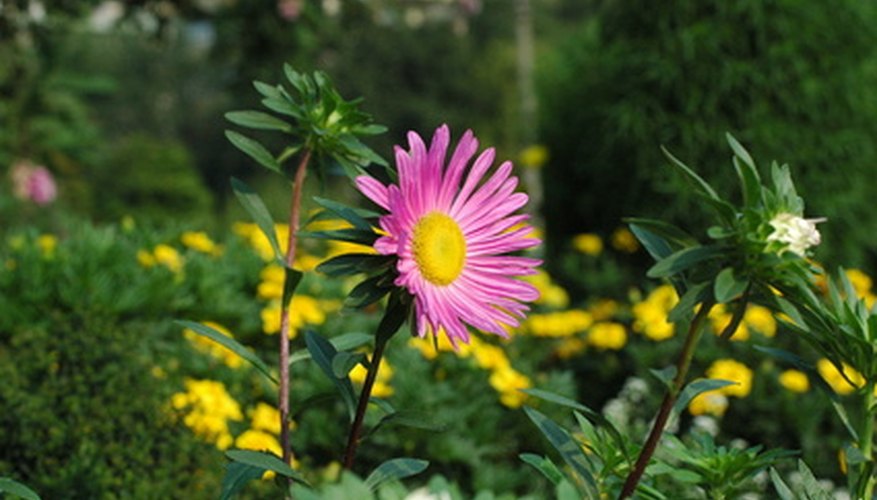 Fall aster blossoms from September to November in North Texas. Fall aster blossoms from September to November in North Texas.