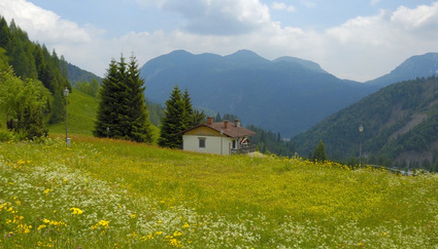 Flowers dot the Italian countryside. Flowers dot the Italian countryside.