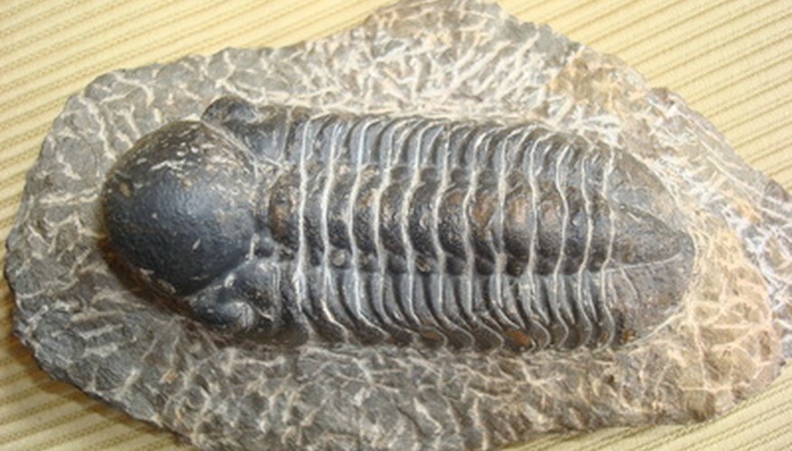 Fossils That Are Most Useful for Correlation Sciencing