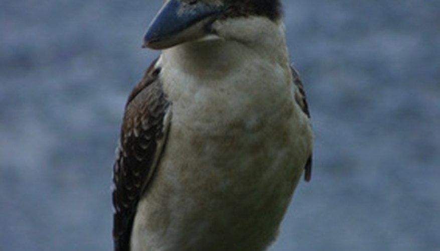 Dress up as this iconic Australian bird next Halloween. Dress up as this iconic Australian bird next Halloween.