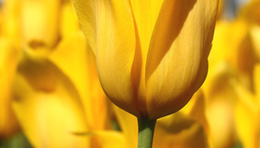 The yellow tulip's symbolism has changed with time. The yellow tulip's symbolism has changed with time.