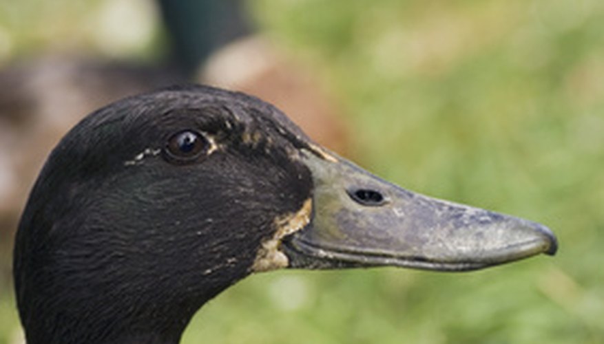 Your paper duck will resemble the real thing. Your paper duck will resemble the real thing.
