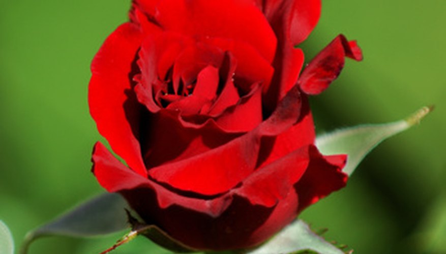Don Juan climbing rose Don Juan climbing rose