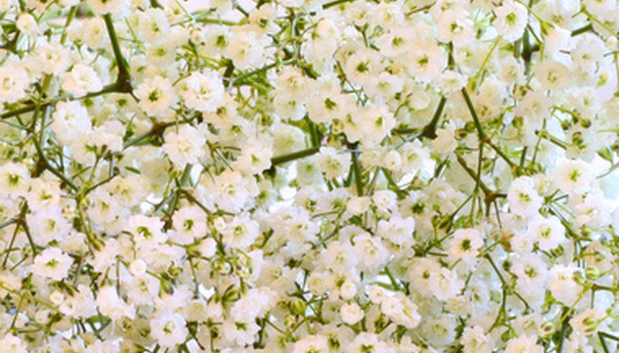 Baby's-breath is usueful for all-white arrangements. Baby's-breath is usueful for all-white arrangements.