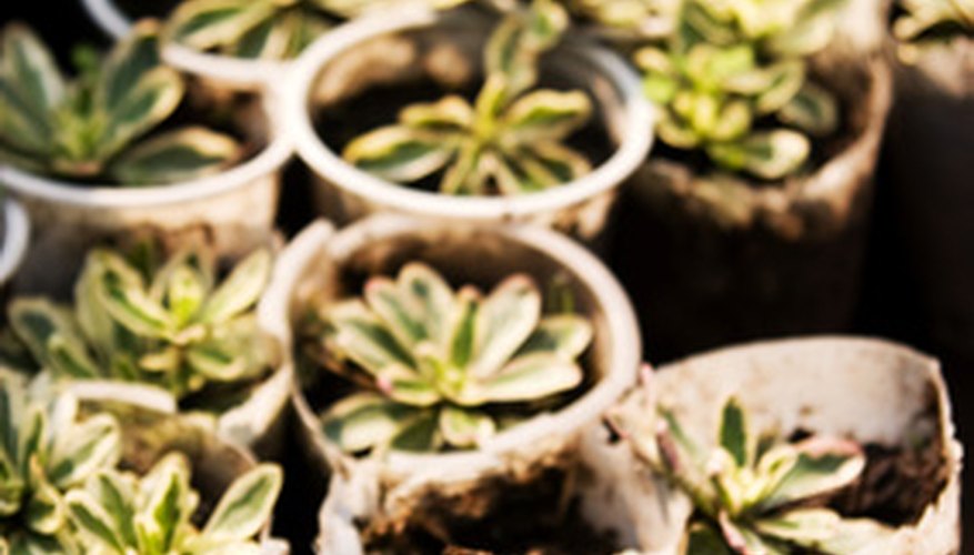 One idea involves testing the effects of different substances on plants. One idea involves testing the effects of different substances on plants.