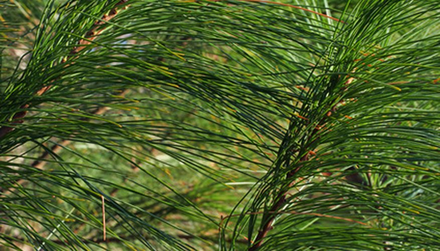 Pine trees have needle-shaped leaves and belong to the Pinophyta family of trees. Pine trees have needle-shaped leaves and belong to the Pinophyta family of trees.