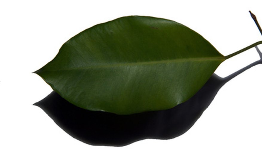 Elliptical leaves are widest at the leaf center. Elliptical leaves are widest at the leaf center.