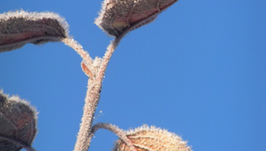 Alternate leaves switch sides as they grow up the stem. Alternate leaves switch sides as they grow up the stem.