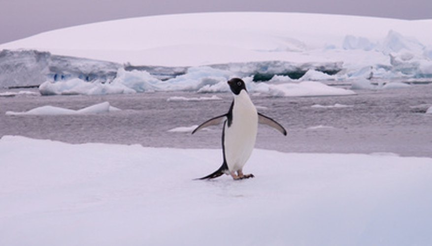 List of Antarctica Animals | Sciencing