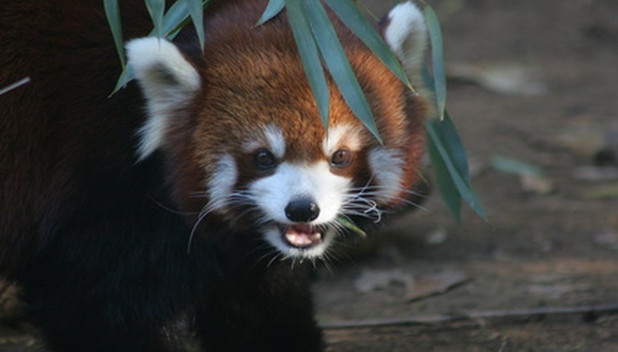 Why Are The Red Pandas Endangered Sciencing