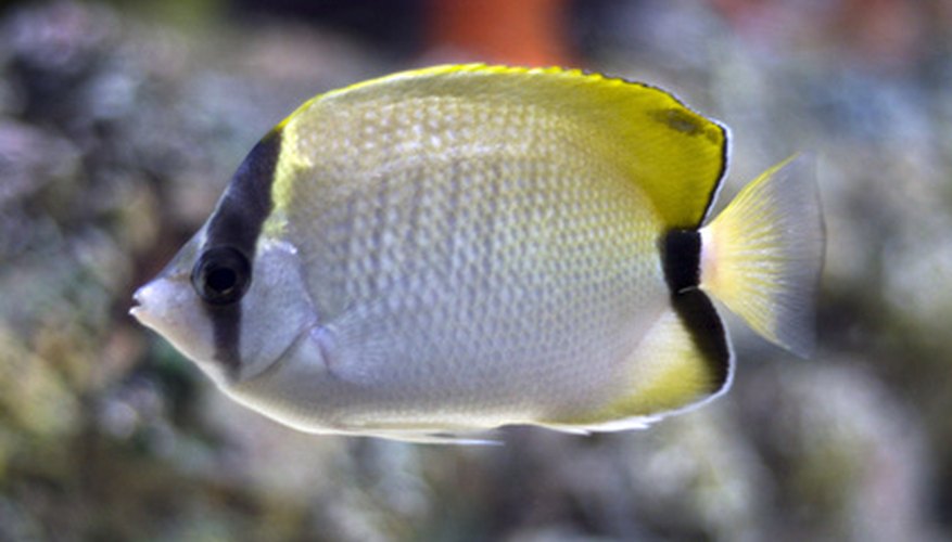 A disadvantage of using acrylic aquariums is that they tend to scratch easily. A disadvantage of using acrylic aquariums is that they tend to scratch easily.