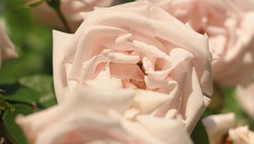 Roses grow thoughout Texas, but may need extra care. Roses grow thoughout Texas, but may need extra care.
