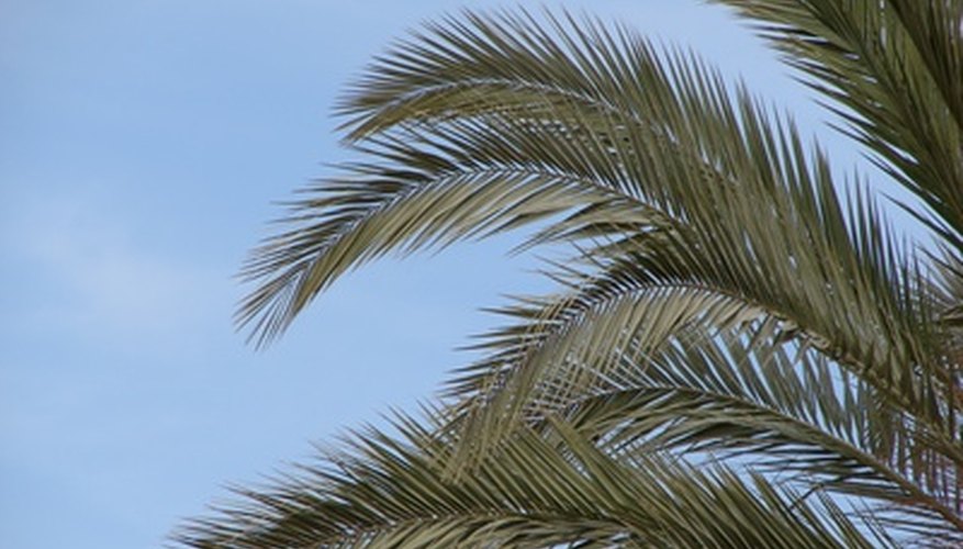 Palm leaves should spread out from the top of the tree like a waterfall. Palm leaves should spread out from the top of the tree like a waterfall.