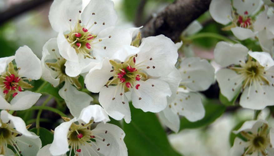 Pear blossoms have a long history of symbolism. Pear blossoms have a long history of symbolism.
