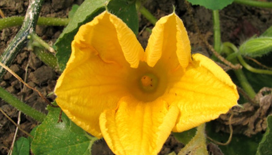 Male flowers have fused stamens that appear to be a single stamen in the center. Male flowers have fused stamens that appear to be a single stamen in the center.