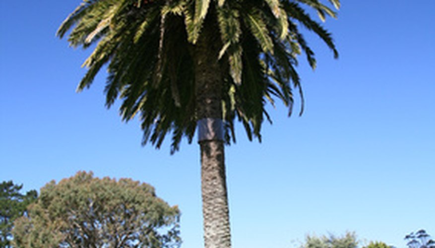 Palm trees come in a variety of shapes and sizes. Palm trees come in a variety of shapes and sizes.