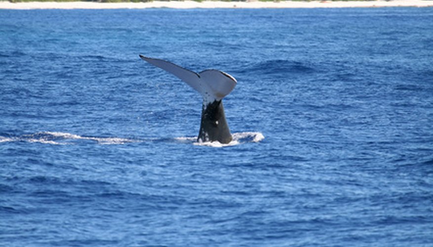 Many whale species make their home in frigid waters. Many whale species make their home in frigid waters.