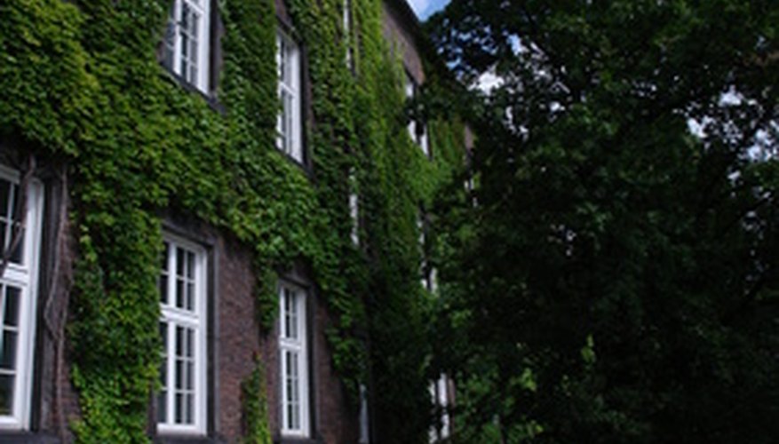 English ivy delights in covering stone walls. English ivy delights in covering stone walls.